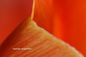 Abstract Flower Fine Art Photography
